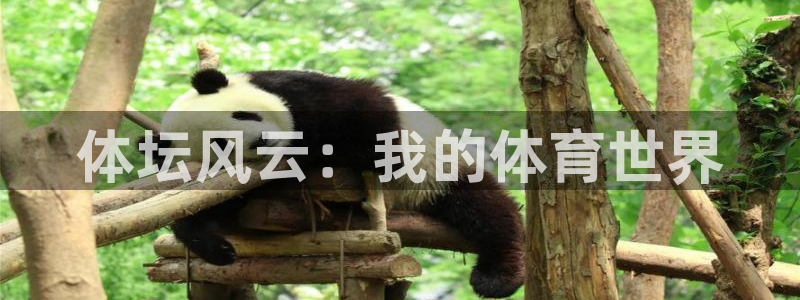 必一运动体育官网：体坛风云：我的体育世界