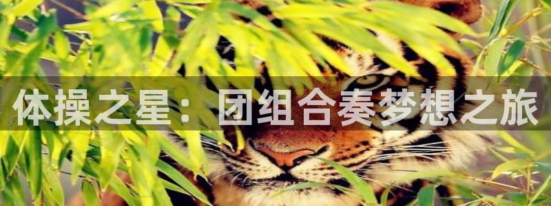 必一运动：体操之星：团组合奏梦想之旅